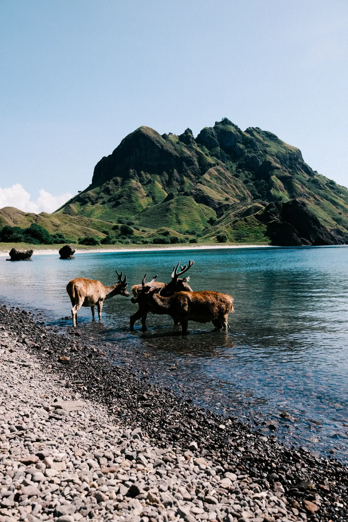 Deers in Padar